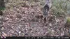 Outdoor Wildlife Hunting Trail und Wildkamera OXE Gepard Produktbild-Vorschau 12