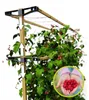 BERRY BUDDY Beerenrankhilfe | Rankhilfen von Gusta Garden, Produktbild-Vorschau 22