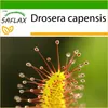 SAFLAX - rosnatka - Drosera capensis - 200 Semena - S Náhled obrázku produktu 10
