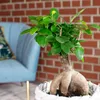Chinesische Feige - pflegeleichte Zimmerpflanze, Ficus Produktbild-Vorschau 5
