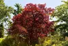 Acer palmatum 'Atropurpureum', Japanischer Ahorn, Produktbild-Vorschau 3