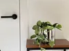 A plant in a silver pot sits on a wooden shelf next to a white door with a black handle. Produktbild-Vorschau