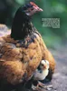 Das Hühnerbuch Produktbild-Vorschau 9