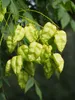 Koelreuteria paniculata  - 20 semi Anteprima dell’immagine prodotto 3