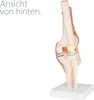 Anatomie Skelett Modell Kniegelenk Lehrmodelle Lebensgroß Produktbild-Vorschau 4