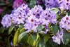 Rhododendron Hybr. 'Blue Peter', Rhododendron, blauviolett, Produktbild-Vorschau 3