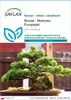 SAFLAX - Bonsai - Modrzew Europejski - 75 Nasiona - Larix Podgląd zdjęcia produktu 1