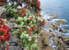SAFLAX Garden to go - Neuseeländischer Weihnachtsbaum - Produktbild-Vorschau 5