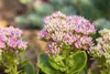 Prächtige Fetthenne Carmen, im 9 cm Topf - Sedum spectabile Produktbild-Vorschau 1