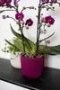 Two potted orchids with purple flowers and green leaves are displayed on a dark shelf against a white background. Podgląd zdjęcia produktu