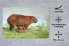 MuchoWow® Mauspad Mousepad Ein Wasserschwein mit zwei Produktbild-Vorschau 2