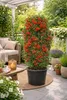Feuerdorn Red Column 50 70 cm Pyracantha coccinea immergrün Produktbild-Vorschau 4