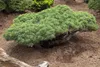 Pinus parviflora 'Glauca', Japanische Kiefer, blau-grün, Produktbild-Vorschau 2