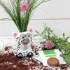 Anzuchtset Munakuppi Zebra | Anzuchtsets von Buzzy Gifts Produktbild-Vorschau 3