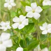 Plants by Frank | 60 Plantes de pervenche blanche | Vinca Voir les images du produit 3