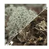 Herbs from Poland Isländisches Moos – Beruhigt Hals & Produktbild-Vorschau 2