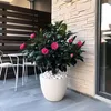 Kamelia japońska - 2 szt - Camellia japonica 'Dr. King' - Podgląd zdjęcia produktu 5