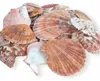 Aquarium Deko, Dekorationsmuscheln Aquarium 100 g, Bunt Mix Produktbild-Vorschau 3