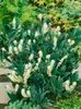 Prunus laurocerasus 'Otto Luyken', Kirschlorbeer, Produktbild-Vorschau 10
