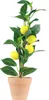 Künstlicher Zitronenbaum h45cm Produktbild-Vorschau 3