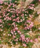 Clematis montana 'Rubens', Berg-Waldrebe, rosa Blüten, Produktbild-Vorschau 2