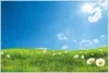 Wallario Wandbild Sommerwiese - Weiße Gänseblümchen vor Produktbild-Vorschau 1