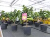 Grünwaren: echter Zitronenbaum 50 - 70 cm Zitrone Citrus Produktbild-Vorschau 3