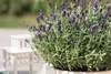 Lavandula angustifolia 'Dwarf Blue', Lavendel, blau, ca. Produktbild-Vorschau 1