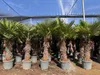 Sunny Tree - Palme - Trachycarpus Fortunei - Chinesische Produktbild-Vorschau 3