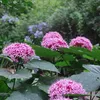 Krásny ker Clerodendrum bungei | 50-60 cm vo výsadbovom Náhľad obrázku produktu 2