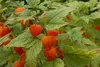 SAFLAX - Angrešt kapský / andské bobule - Physalis Náhled obrázku produktu 8