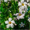Plants by Frank | 6 Dipladénia White | Mandevilla | Fleurs Voir les images du produit 3