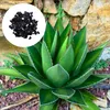 Semená Agave Kerchovei - balenie 5 ks - Exotické semená - Náhľad obrázku produktu 1