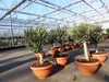 Olivenbaum Bonsai 70 - 90 cm Formgehölz, Olive winterhart, Produktbild-Vorschau 3