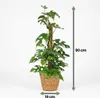 Monstera Minima am Moosstab 90cm Mini Fensterblatt Produktbild-Vorschau 5