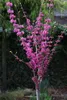 Cercis chinensis 'Avondale', Chinesischer Judasbaum Produktbild-Vorschau 3
