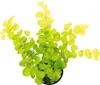 Gelbes Pfennigkraut - Lysimachia nummularia aurea Produktbild-Vorschau 1