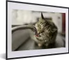 MuchoWow® MuchoWow® Gerahmtes Poster Katze - Wasserhahn - Produktbild-Vorschau 1