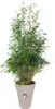 ELHO Loft Urban Rotondo Alto Ø42xH56 cm - grigio caldo - Anteprima dell’immagine prodotto 4