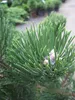 Schwarzkiefer Oregon Green - Pinus nigra Oregon Green 60-70 Produktbild-Vorschau 3