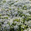 6 x skorokvitnúci tymián  - Thymus praecox 'Albiflorus'  | Náhľad obrázku produktu 1