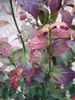 Parrotia persica Persian Spire - Säulenförmiger Produktbild-Vorschau 3