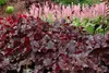Stauden Gänge 3 x Heuchera Hybride 'Obsidian' im 1 Liter Produktbild-Vorschau 5