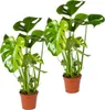 Bloomique - Lot de 2 - Monstera Deliciosa - Monstera - Voir les images du produit 1