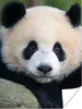 MuchoWow® Poster Panda - Wildtiere - Porträt - Stein 90x120 Produktbild-Vorschau 1