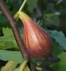 A close-up of a single fig fruit growing on a branch, with green leaves in the background. Produktbild-Vorschau