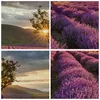 Bild auf Leinwand - Leinwandbild - Lavendel Berge Feld - Produktbild-Vorschau 8
