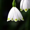 Nivéole d'été - Set de 20 - Leucojum aestivum - Bulbes à Voir les images du produit 4