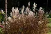 Stauden Gänge 1 x Miscanthus sinensis 'Ferner Osten' im 1 Produktbild-Vorschau 5