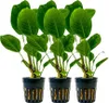 Aquarium Pflanze 3 Stück Anubias heterophylla Produktbild-Vorschau 1